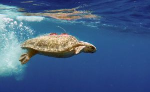 Kornjača Tuba za tri godine proputovala 17.500 kilometara, a svratila i u Neum