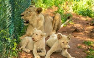 Lavovi ubili čovjeka u zoološkom vrtu u Gani