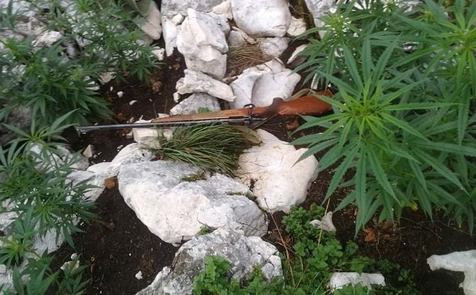 Detalji akcije u Nevesinju: Policija u zasjedi danima čekala vlasnika plantaže marihuane