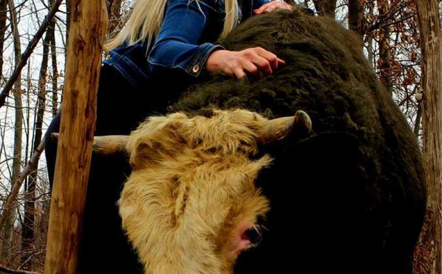 Slučaj kod Bosanske Gradiške: Banjalučani uzeli bikove koje nisu platili