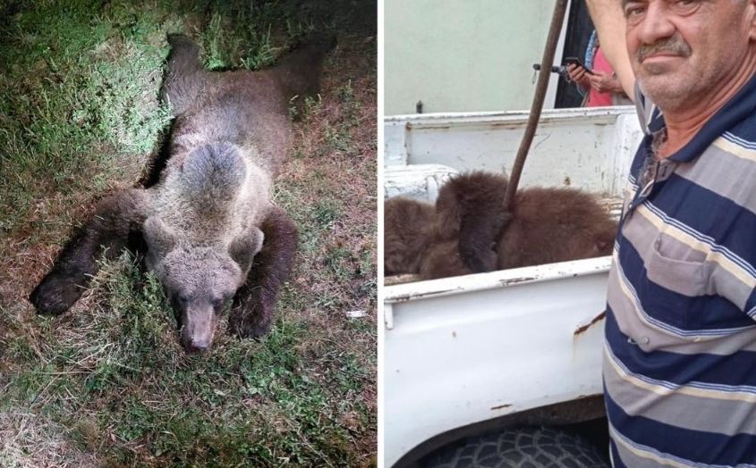 Drama kod Željeznog Polja: Medvjed napao čobanina i stado ovaca