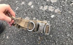 Pas iz BiH pronađen mrtav u Njemačkoj