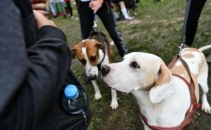 Pogledajte najsimpatičnije trenutke Skakavac Traila: Canicross utrka s psima