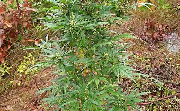 Akcija "Mak" u Konjicu: Pronađeni zasadi marihuane