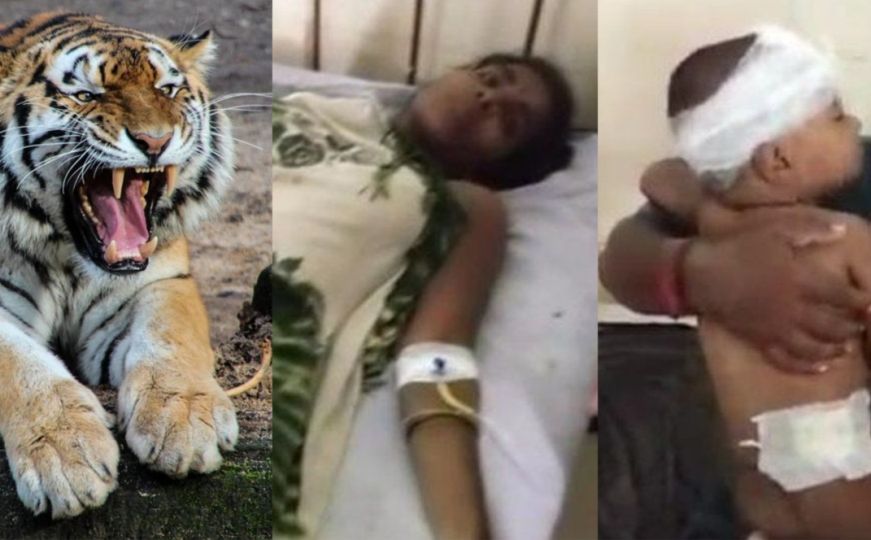 Horor u Indiji: Majka golim rukama spasila bebu od razjarenog tigra