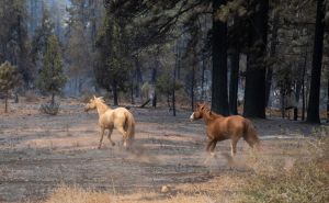 SAD: Šumski požari bukte u Californiji, evakuirano 11.000 osoba