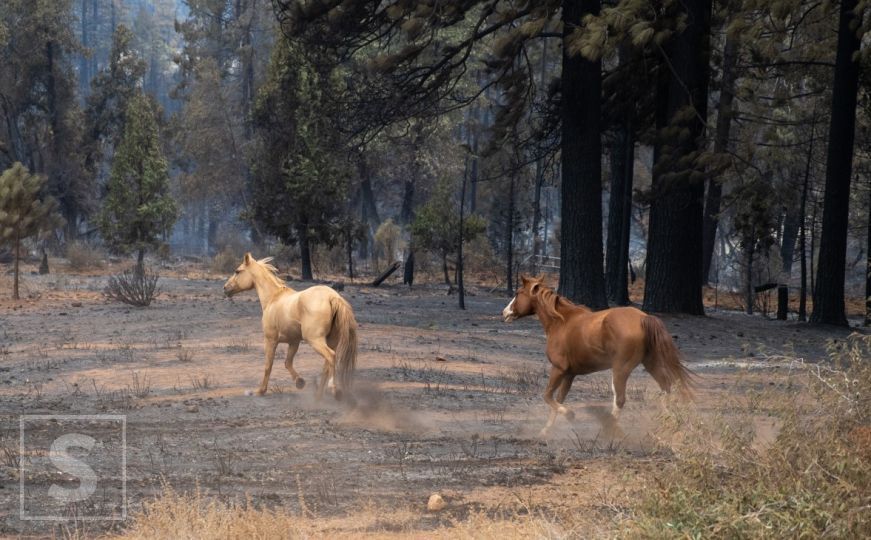 SAD: Šumski požari bukte u Californiji, evakuirano 11.000 osoba