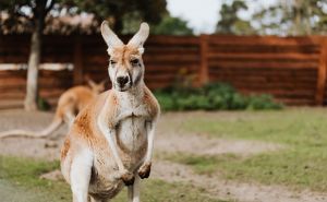 Australca ubio klokan kojeg je držao kao kućnog ljubimca