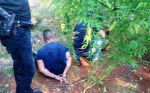 Akcija kod Čapljine: Pronađena plantaža marihuane, policajci zatekli i "uzgajivače"