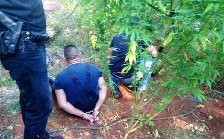 Akcija kod Čapljine: Pronađena plantaža marihuane, policajci zatekli i "uzgajivače"