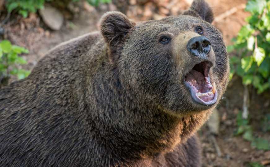 Drama na Vlašiću: Medvjed teško povrijedio pastira, ljekari mu pokušavaju spasiti nogu