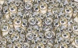 Možete li pronaći mačku među sovama?