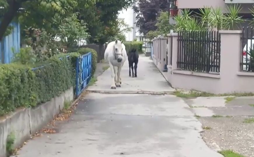 Krajnje neobičan prizor: Dva konja šetaju ulicama bh. grada