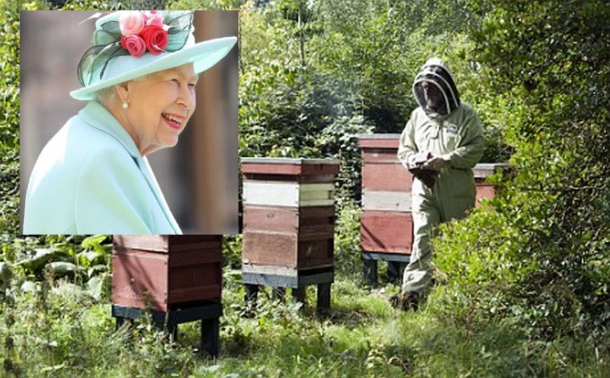 "Neko mora zvanično reći pčelama": Nesvakidašnji običaji vezani za smrt britanskih monarha