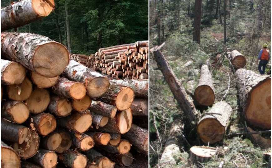 Vijeće ministara: Produžena zabrana izvoza proizvoda od drveta iz BiH