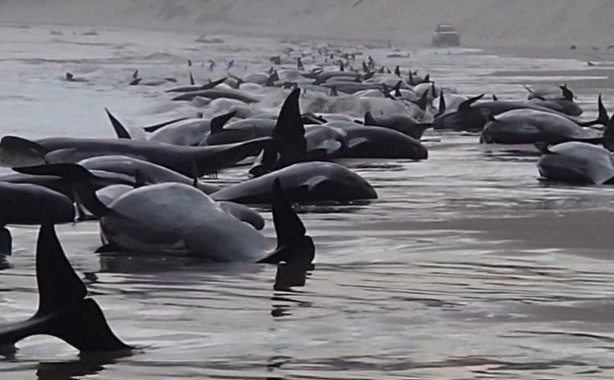 Potresan prizor: Na plaži u Tasmaniji nasukalo se više od 200 kitova - niko ne zna zašto...