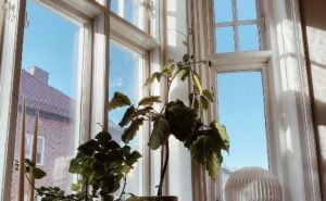 Prema feng shuiju: 5 biljaka koje štite kuću od negativne energije
