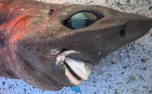 'Biće iz noćnih mora': Ribar ulovio misterioznu ajkulu - niko ne zna tačno koja je ovo vrsta