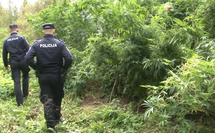 Slučaj kod Bosanskog Petrovca: Kako je kontrola vozila odvela policajce na plantažu marihuane