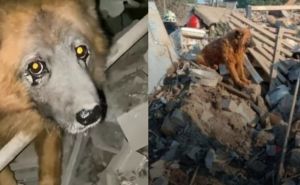 Najtužniji snimak: Ruska raketa ubila porodicu - preživio samo pas koji zavija na ruševinama