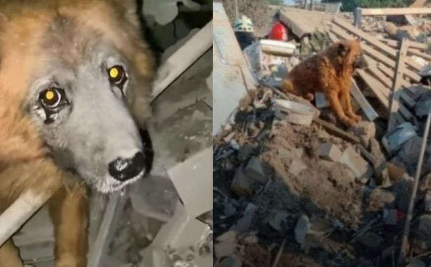 Najtužniji snimak: Ruska raketa ubila porodicu - preživio samo pas koji zavija na ruševinama