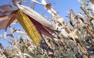 Ovaj grad u BiH je zbog suše proglasio stanje prirodne nesreće