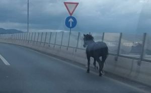 U Sarajevu na cesti viđen konj: "Krenuo je na autoput, ali smo ga zaustavili"
