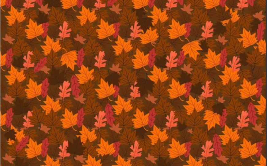 Jesenja mozgalica: Možete li pronaći ježa među lišćem?