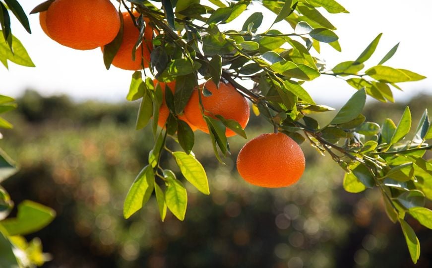 U dolini Neretve panično se traže berači mandarina: Nude prijevoz, a dnevnica je iznad prosjeka