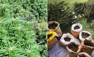 Akcija "Wood" u Konjicu: Pronađene tri plantaže marihuane, oduzeto više od 30 kilograma droge