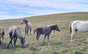 Pokušava se spasiti divlji konj iz Livna: 'Ovo je uradio nečovjek, jedini prirodni neprijatelj...'