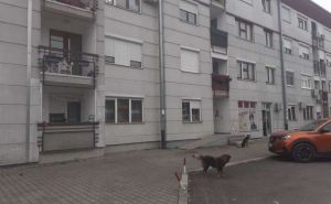 Banja Luka: Na putu do škole djecu napali psi, stanari naselja u strahu za svoje mališane