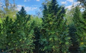 Pretres u Gabeli: U plasteniku uzgajali marihuanu, neke stabljike bile visoke i preko dva metra