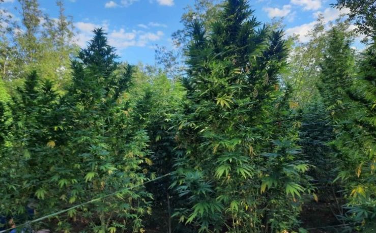 Pretres u Gabeli: U plasteniku uzgajali marihuanu, neke stabljike bile visoke i preko dva metra