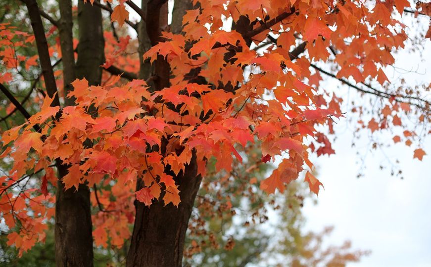 Jesen nam pokazuje najljepše boje: Smeđa, žuta, pa i zlatna