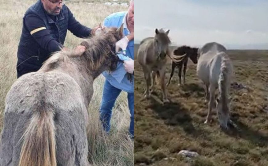 Sjećate se priče o spašenom konju iz Livna: Pogledajte šta se desilo nakon što su mu skinuli uže