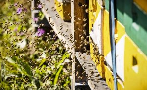 Slučaj u SAD: Žena policajce napala pčelama, jedan završio u bolnici
