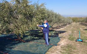Ne pomaže ni rekordan urod masline u Hercegovini: Cijena maslinovog ulja ide gore