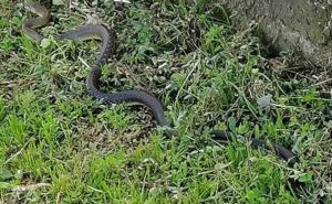 Ogromna zmija snimljena u blizini željezničke stanice u Banjoj Luci