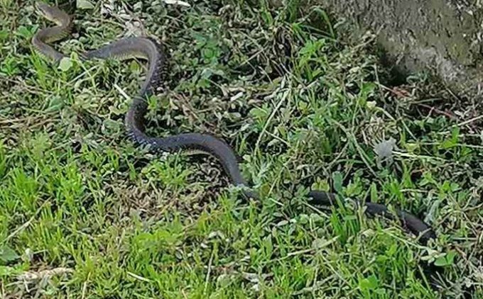 Ogromna zmija snimljena u blizini željezničke stanice u Banjoj Luci