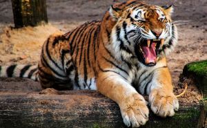 Priča o tigrici ljudožderki iz Champawata: Tvrde da znaju zašto je ubila više od 400 ljudi