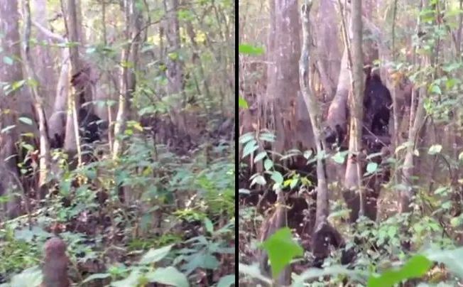 Video opet viralan: Čovjek tvrdi da je snimio bigfoota, neki kažu - "najbolji snimak koji postoji"