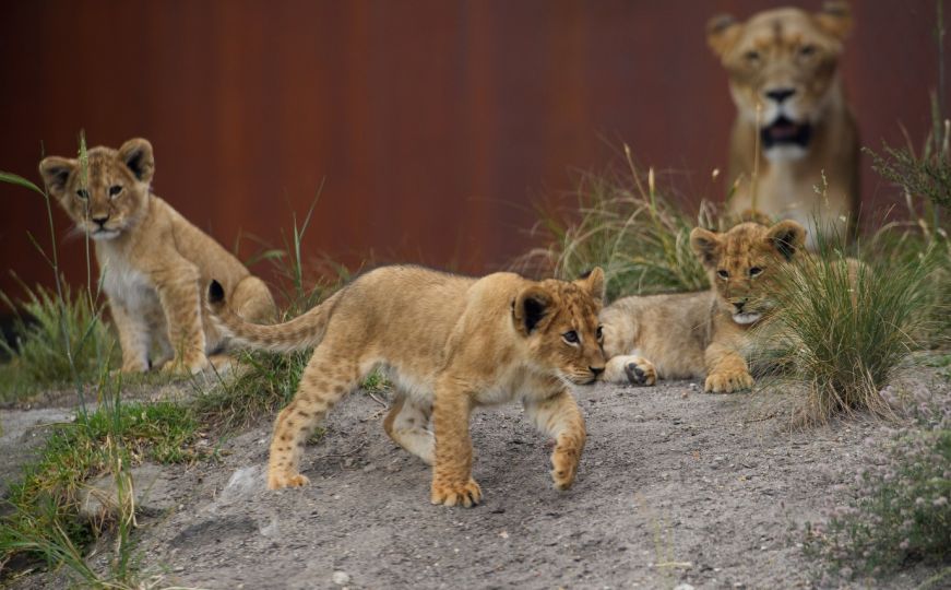 Slučaj u Australiji: Lavovi pobjegli iz kaveza zoološkog vrta