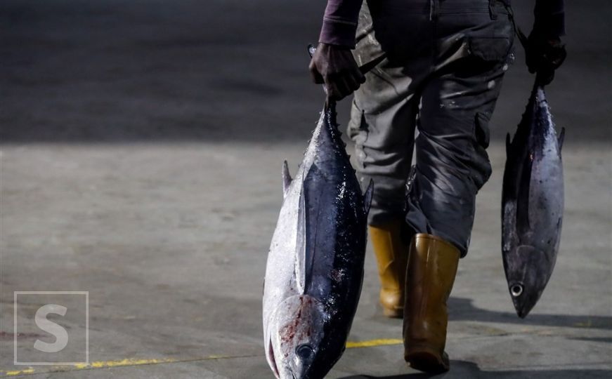 Ribari ulovili tunu u Jadranu, a prije njih su je se dokopale ove nemani: Pogledajte šta su uradili