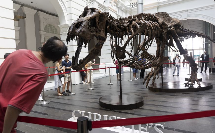 Aukcija u SAD: Lobanja tiranosaurusa mogla bi se prodati za 15 miliona dolara