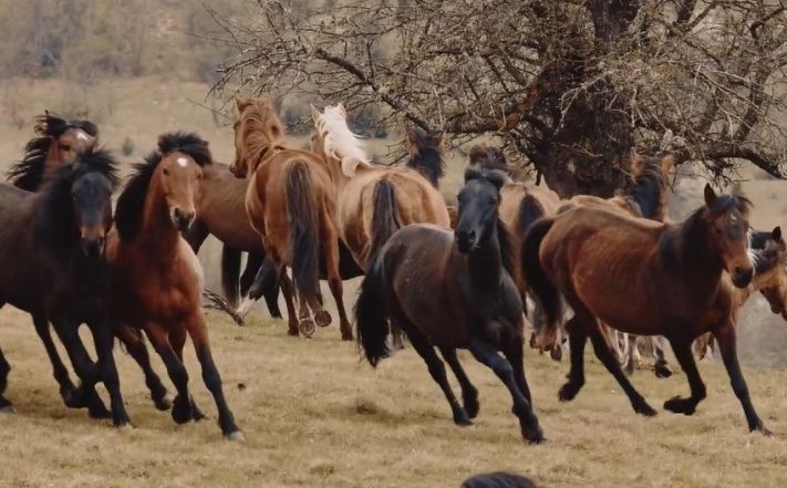 Nešto najljepše što ćete danas vidjeti: Divlji konji Bosne i Hercegovine