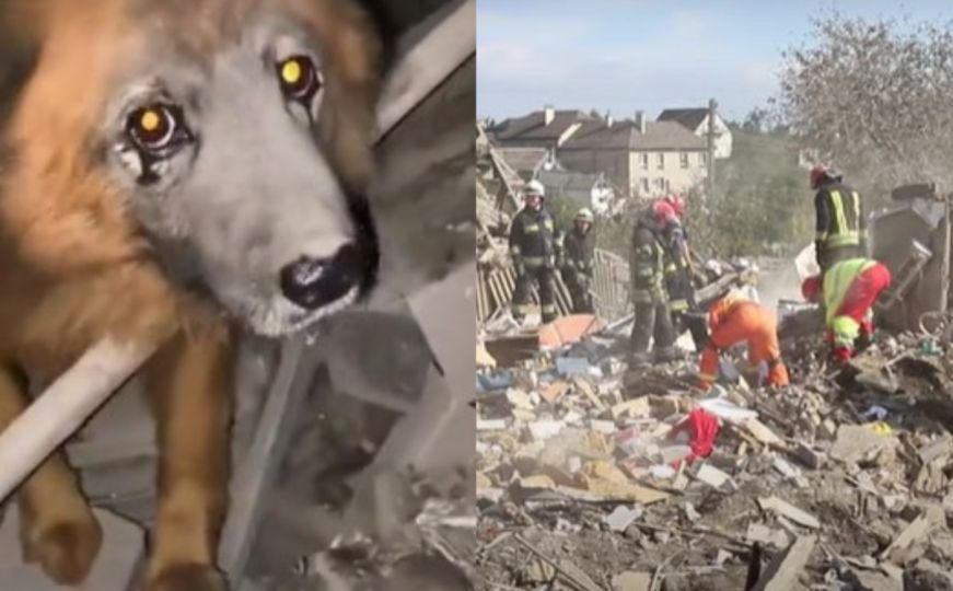 Sjećate li se psa čiji su vlasnici poginuli od ruske rakete? I on je uginuo...