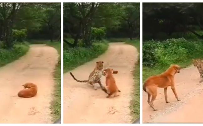 Pas se s leopardom susreo licem u lice, ljude iznenadilo što se zatim dogodilo