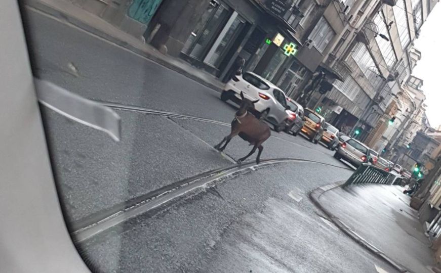 Vozači, oprez: Koza snimljena u centru Sarajeva