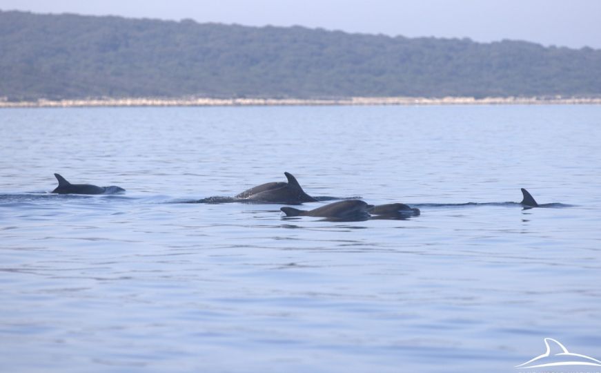 Prekrasni prizori s mora: Pogledajte jato od tridesetak delfina blizu jadranske obale